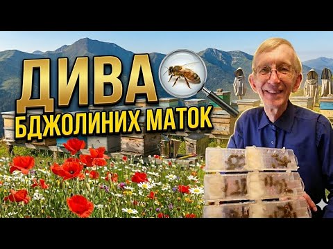 Зачем пчеловоды продают и покупают пчел и пчелиных королев?