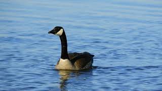 Canada goose warning others