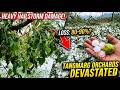 Heavy hailstorm in the Tangmarg area has caused severe damage to fruit orchards.