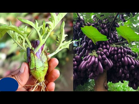 Best Planting How To Grow Eggplant with Red onion,How to Grafting Eggplant