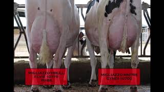 Dinomi Holsteins Ca State Holstein Sale