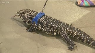 Family Pet Expo in Boise brings out cats, dogs, and giant reptiles