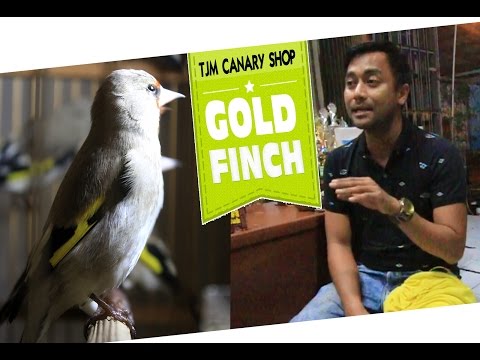 Video: Cara Memberi Makan Goldfinches