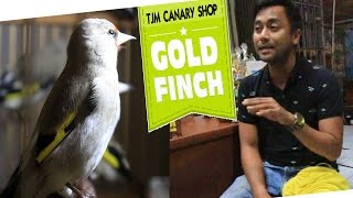BIRD MARKET : Strategi Jitu Waqi Wafi Suara Kenari Ngedur Pakai GoldFinch Di TJM Canary Bird Shop