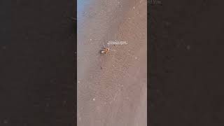 an Argentine ant (Linepithema humile).