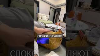 Китайцы Вместо КОШЕК Заводят ПЕТУХОВ