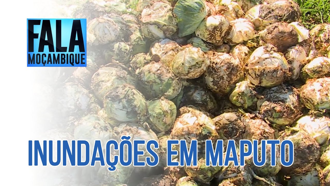 Província de Maputo: Produtores somam prejuízos nos campos agrícolas