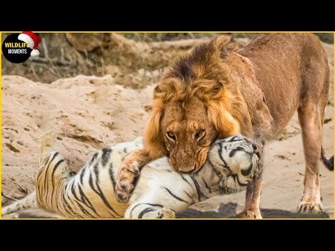 Lion vs Tiger Real Fight & 45 Epic Moments Lion Fight To Dea.th @swagwildlifemoments