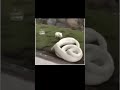 எனக்கு லஞ்ச் டைம் ஆகுது நான் கிளம்புறேன் 😂#snake #rat #comedy #fun #tamil #trendingshort #shortviews