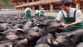 Pigs are cared for and played with like Kings - A unique pig farm in China for aristocrats