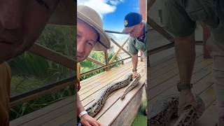 As maiores cobras do mundo!