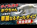 ダイブの天才ホウちゃんが見せた華麗なるオールダイブ完全収録💗【天王寺動物園】