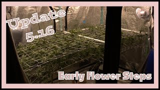 Update 5.16 | Pope's Dick - Early Flower!