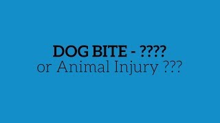 Top 3 Things To Do After a Dog Bite or Animal Injury