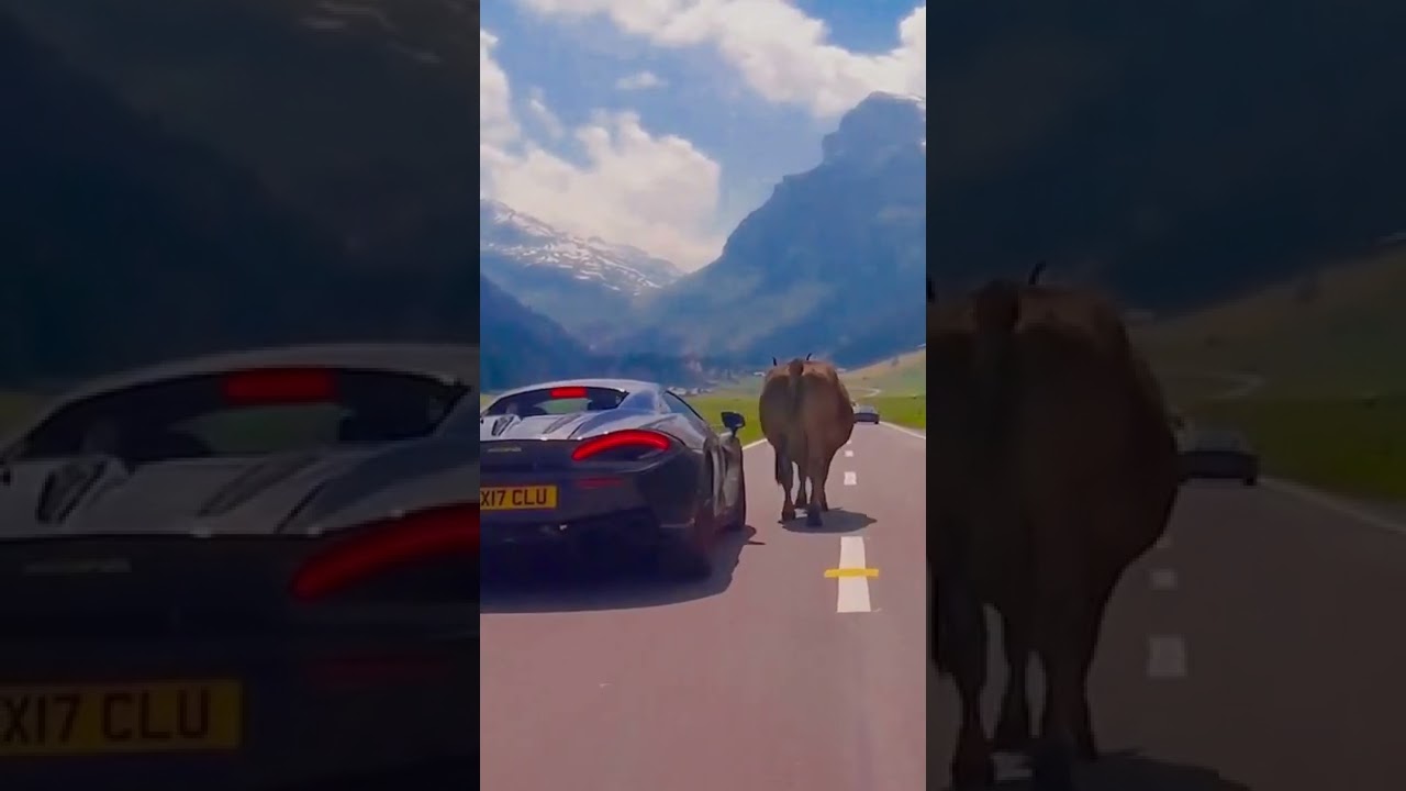 car Vs Bull 🔥