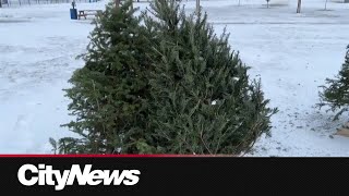 Montreal's Jarry Park helps give Christmas trees second life
