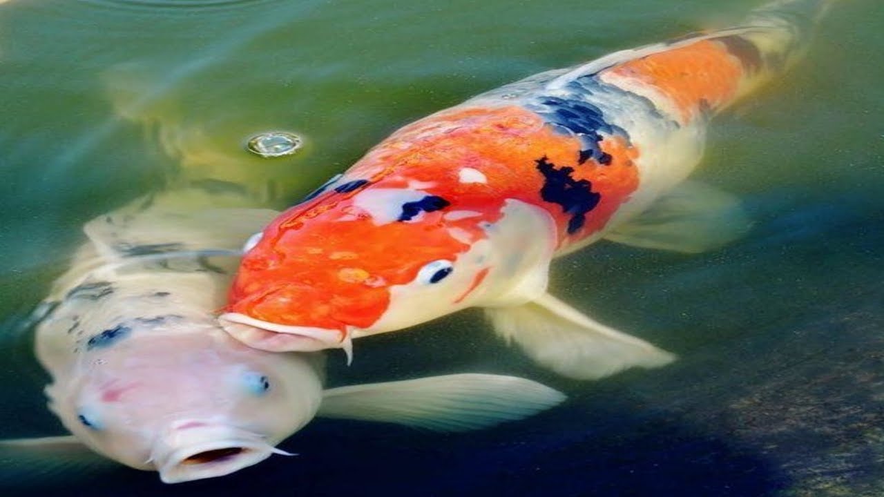 Carp Aquarium fish YouTube