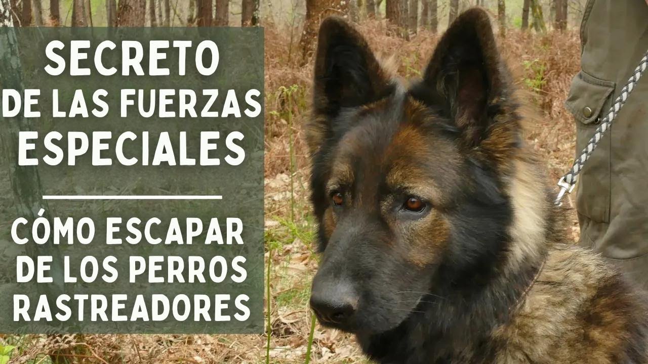 SECRETOS DEL ESCUADRÓN ESPECIAL - Cómo escapar de los perros rastreadores