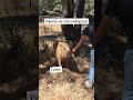 Some of the rescue pigs try popsicles on a hot day. We think they are a hit.