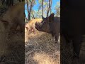 Some of the rescue pigs try popsicles on a hot day. We think they are a hit.