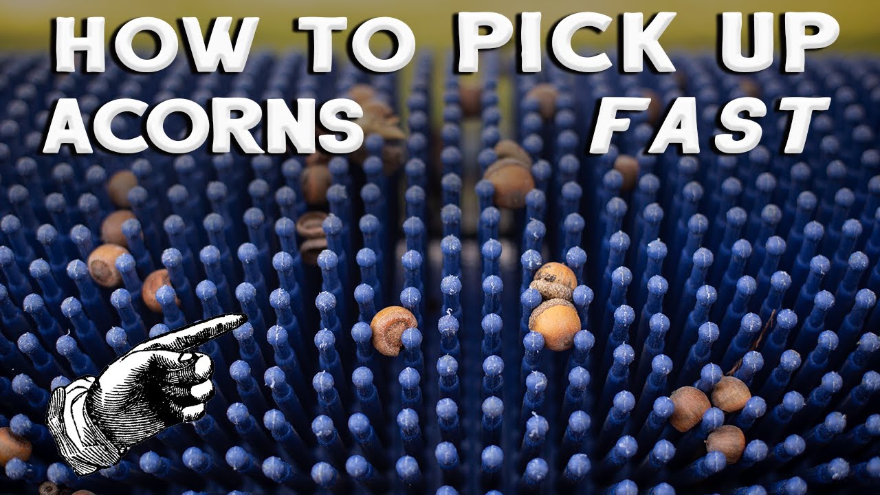 Picking Up Small Acorns fast with the BagANut Harvester YouTube