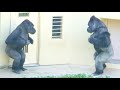 Silverback is very happy to make up with his son.｜Shabani Group