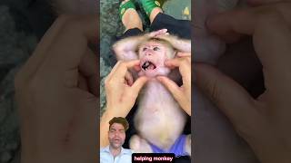 This Monkey is Sad Can We Help 🐒 | Bandar wala video #shorts #monkey #reaction