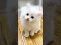 【子猫の成長記録】#shorts #ミヌエット #マンチカン #子猫