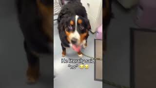 Say hi to strange dog #doggielife #funny #doggielife #dogvideo #pets #petsrule