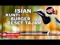 #1🔴Isian Kunti Gereja Tarung Tajam Melengking❗️Cucak Cungkok Gacor Isian