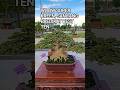 WOOW SUPER KREEN, SANCANG PREDIKAT BEST TEN ISTIMEWA@mahkotabonsai#shorts#bonsai#viral