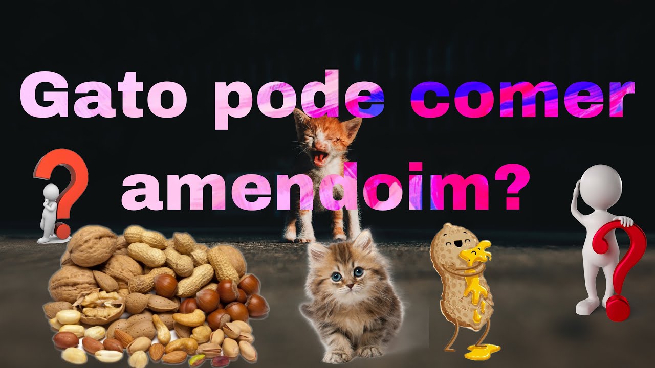 Gato pode comer amendoim ?🥜 Saiba o queseu gatinho pode comer # ...
