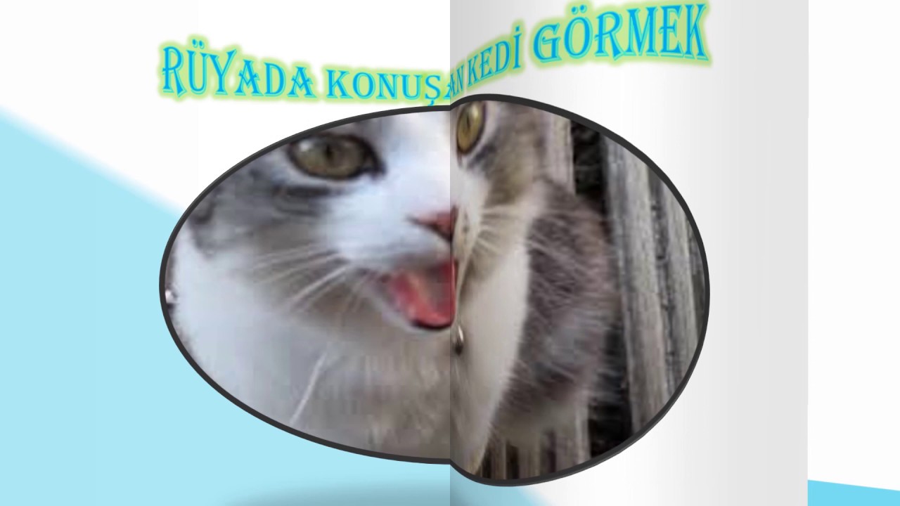 Ruyada Konusan Kedi Gormek Hayirli Mi Youtube