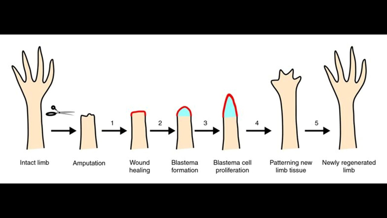 Limb regeneration subliminal YouTube