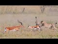 Impala Fights Back With Cheetah When It Is Hunted | ,Cobra vs Black mamba, Lion vs Buffalo