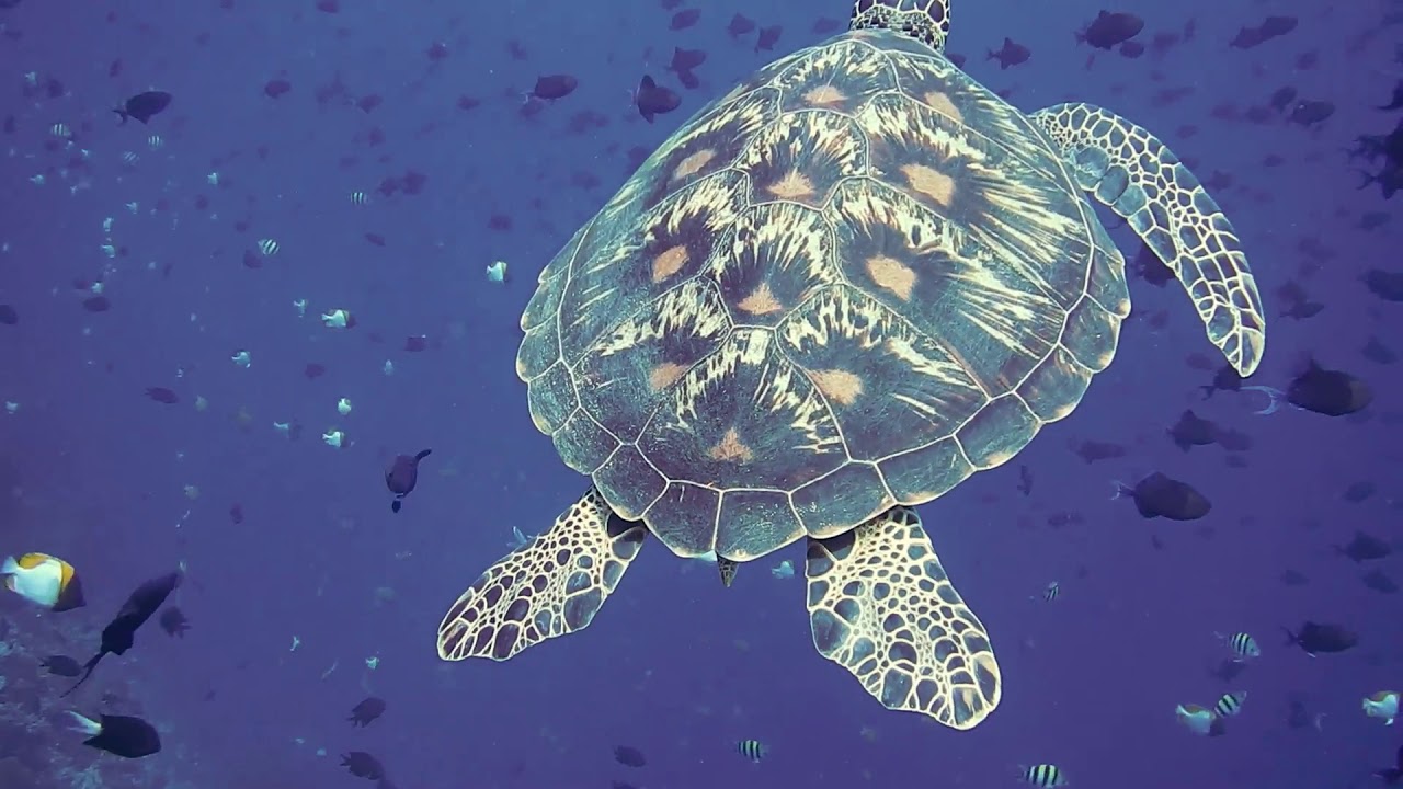 Marine turtle in its natural habitat YouTube