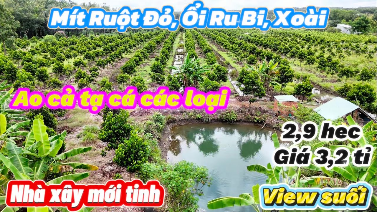 🏡 2,9 hec nhà vườn cây ăn trái đã thu hoạch. View Suối, Ao nhiều Cá. Nhà xây mới tinh. Giá 3,2 tỉ