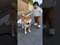 ありゃりゃwwww #ai #柴犬 #shorts