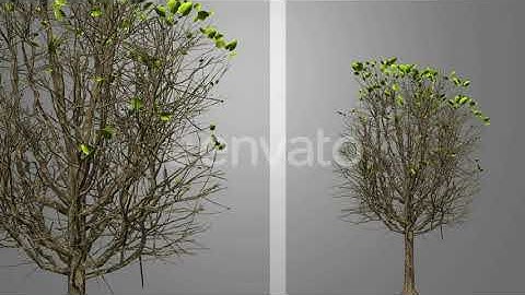 Growing Tree | Motion Graphics - Envato elements