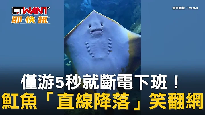 CTWANT 生活趣闻 / 仅游5秒就断电下班！　𫚉鱼“直线降落”笑翻网 - 天天要闻