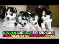 FREE FREE ! Husky Puppies Free Adoption || Adoption Husky Puppies||#pets4home