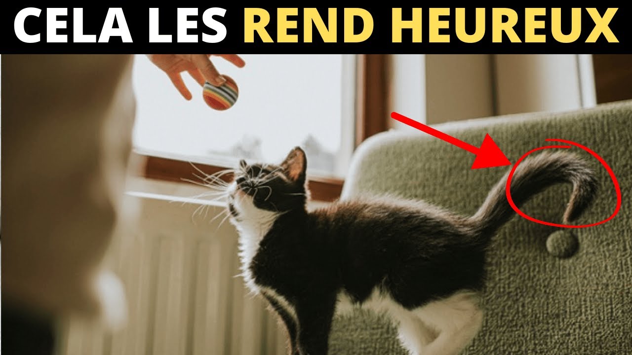 8 Choses Qui Rendent Vraiment Heureux Votre Chat - YouTube