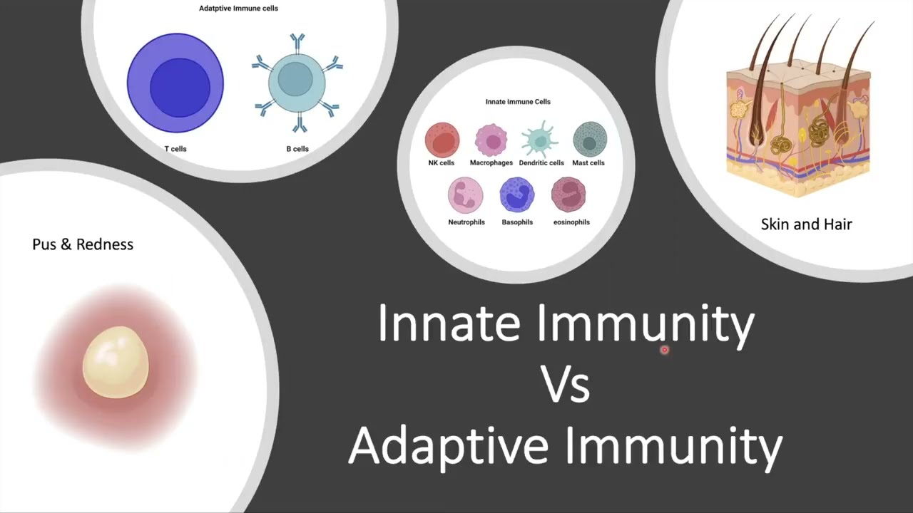 Arabic: Innate Immunity Vs Adaptive Immunity الجهاز المناعي الطبيعي والمكتسب