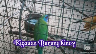 Suara Burung Kinoy . cocok pancingan kinoi malas bunyi jg masteran burung