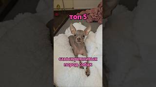 Самые ревнивые породы собак #toyruby #shorts #познавалки #собаки