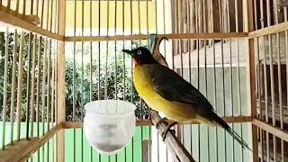 Suara Kutilang Emas Jantan Gacor Untuk Masteran Burung Kutilang Emas Di Pagi Hari