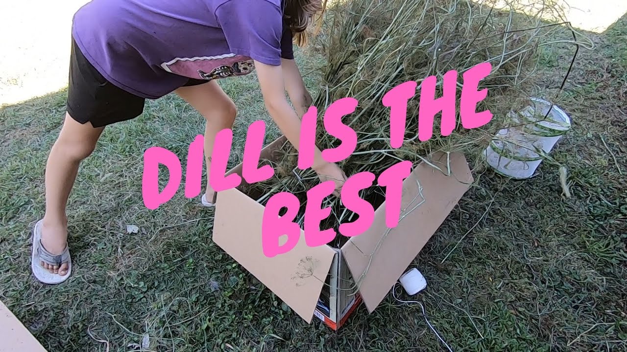 Harvesting Dill