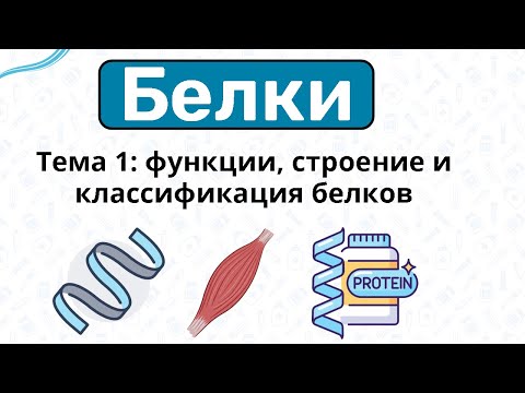 БЕЛКИ: строение, функции,
