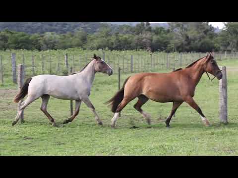 Lote 14 Deusa Grega da Forquilha