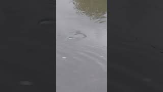 Download Lagu Mate Fat Twerk Minnow 8g in Action | Lure Presentation \u0026 Retrieval 🎣 MP3